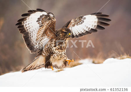 Bird of prey landing on snow covered meadow with wings wide open in wintertime Bird of prey landing on snow covered meadow with wings wide open in wintertime 61352136