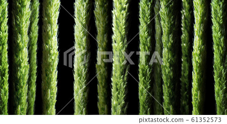 Close up the freshness jungle rice weed on black background Close up the freshness jungle rice weed on black background 61352573