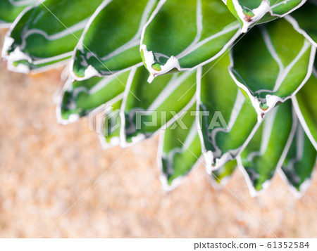 Succulent plant close-up, fresh leaves detail of Agave 61352584