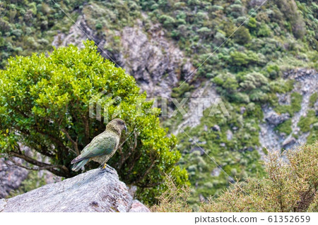 Kea Parrot Kea Parrot 61352659