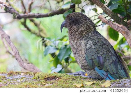 凱·派羅(Kea Parrot) 凱·派羅(Kea Parrot) 61352664