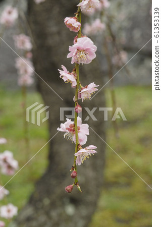 自然風光和植物照片岩手公園紅梅樹早春的小紅梅樹 自然風光和植物照片岩手公園紅梅樹早春的小紅梅樹 61353139