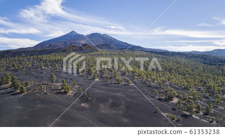 Chinyero Forest with Teide Volcano Chinyero Forest with Teide Volcano 61353238