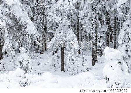 Snowy road in the wild forest. Fairy winter forest snowy taiga Beautiful nature of Russia. Taiga forest in winter. Frosty snowy overcast weather Snowy road in the wild forest. Fairy winter forest snowy taiga Beautiful nature of Russia. Taiga forest in winter. Frosty snowy overcast weather 61353612
