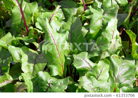 background of green beet leaves close-up. growing organic vegetables background of green beet leaves close-up. growing organic vegetables 61353706