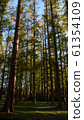 Metasequoia 61354109