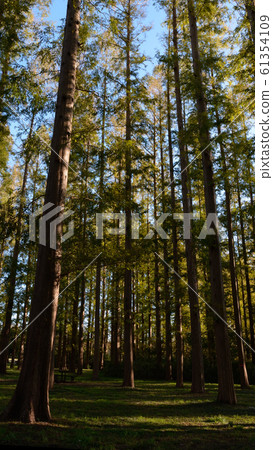 Metasequoia 61354109