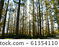 Metasequoia 61354110