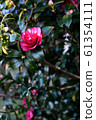 Camellia 61354111
