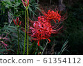 Cluster amaryllis 61354112