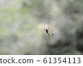 Spider's parent and child 61354113