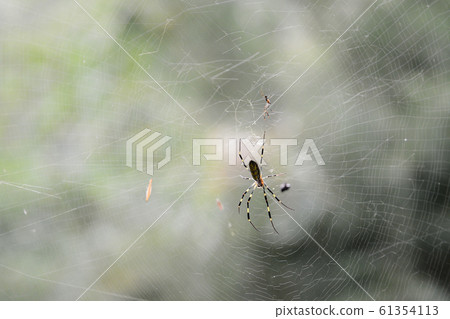 Spider's parent and child 61354113