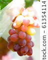 Grape  61354114