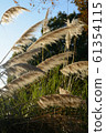 Miscanthus 61354115