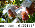 Grapes 61354117
