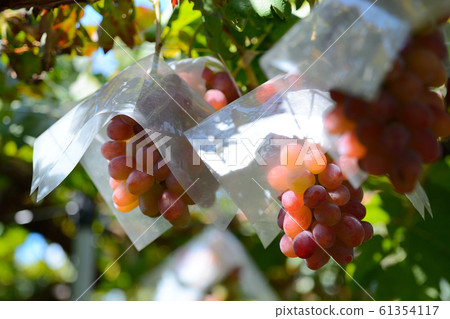 Grapes 61354117