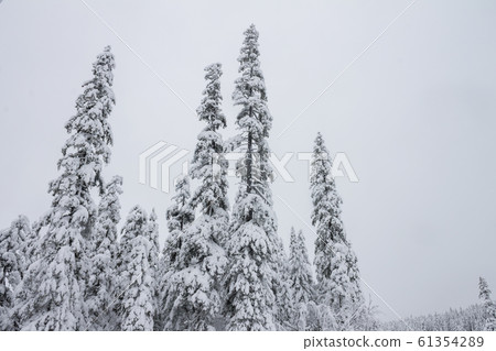 Winter forest snowy taiga. Tops of conifers. Beautiful nature of Russian Siberia. Taiga forest in winter. Frosty snowy overcast weather 61354289