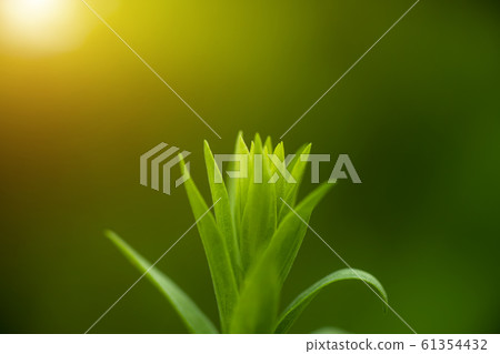 Close up Green leaves with sunlight on blur 61354432