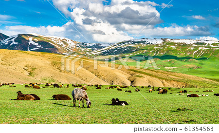 Herd of sheep in the mountains of Eastern Turkey 61354563