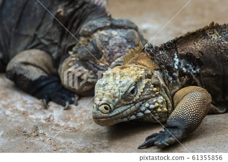 The Cuban rock iguana, Cyclura nubila. Cuban The Cuban rock iguana, Cyclura nubila. Cuban 61355856