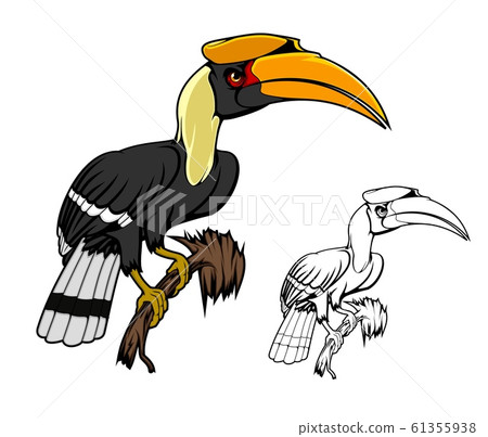 Rhinoceros hornbill tropical kalao bird 61355938