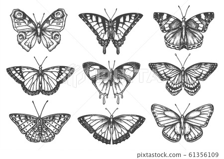 Set of isolated sketch of butterfly or moth 61356109