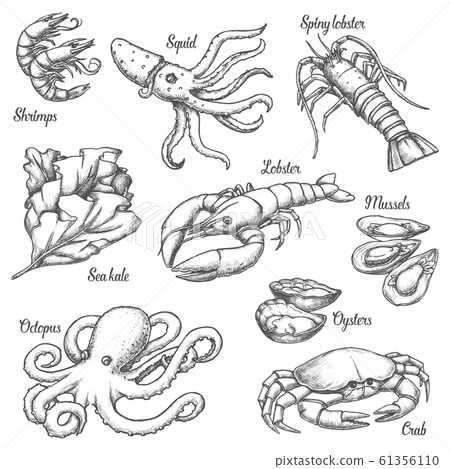 Set of isolated underwater seafood sketches Set of isolated underwater seafood sketches 61356110