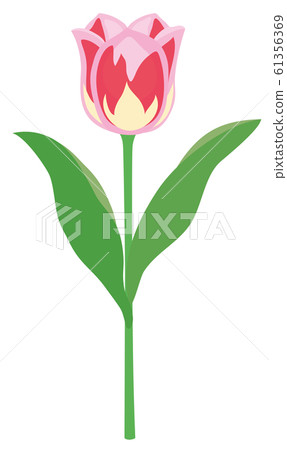 One pink tulip One pink tulip 61356369