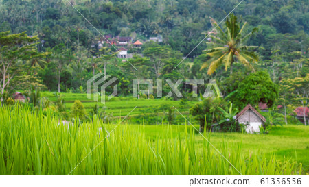 Rice tarraces in Sidemen, Rainy clouds are moving down, Bali, Indonesia Rice tarraces in Sidemen, Rainy clouds are moving down, Bali, Indonesia 61356556