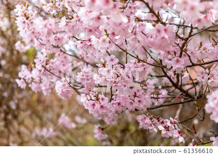 Cherry blossoms in full bloom 61356610
