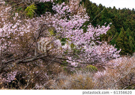 山櫻桃樹宇田 61356620