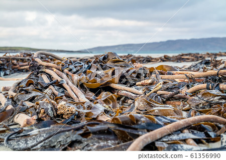 Seaweed lying on Portnoo beach in County Donegal, Ireland Seaweed lying on Portnoo beach in County Donegal, Ireland 61356990