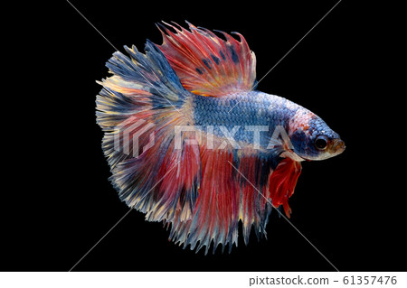 Colorful with main color of light blue and pink betta fish, Siamese fighting fish Colorful with main color of light blue and pink betta fish, Siamese fighting fish 61357476
