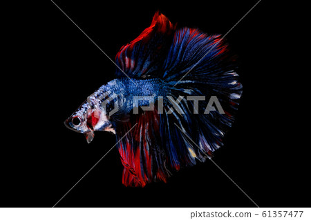 Colorful with main color of blue and red betta fish, Siamese fighting fish Colorful with main color of blue and red betta fish, Siamese fighting fish 61357477