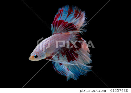 Colorful with main color of light pink, blue and red betta fish, Siamese fighting fish Colorful with main color of light pink, blue and red betta fish, Siamese fighting fish 61357488