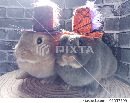 Rabbit Halloween Fashion Show 1 Rabbit Halloween Fashion Show 1 61357799