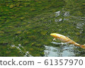 金色 鯉魚 科伊 61357970
