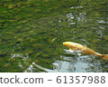 金色 鯉魚 科伊 61357988