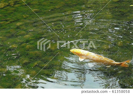 金色 鯉魚 科伊 61358058