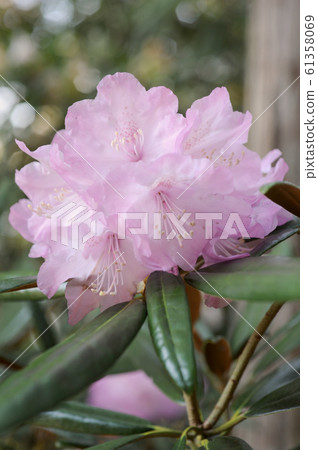 Rhododendron 61358069
