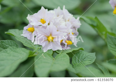 Potato flowers 61358070