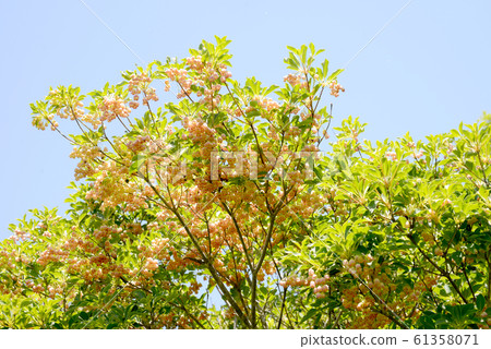Sarasa Doudan的花 Sarasa Doudan的花 61358071