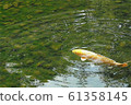 金色 鯉魚 科伊 61358145