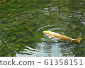 金色 鯉魚 科伊 61358151