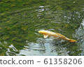 金色 鯉魚 科伊 61358206