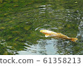 金色 鯉魚 科伊 61358213