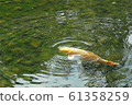 金色 鯉魚 科伊 61358259