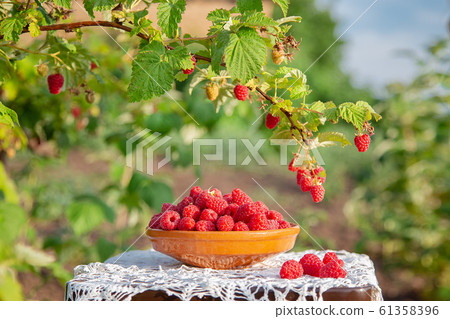 Fresh ripe raspberries in a clay bowl under a 61358396