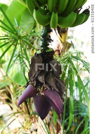 Banana tree 61358408