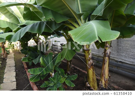 Banana tree 61358410